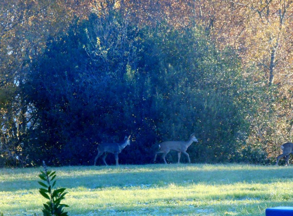 Bed and Breakfast Le Colombier Villeneuve-sur-Lot Esterno foto