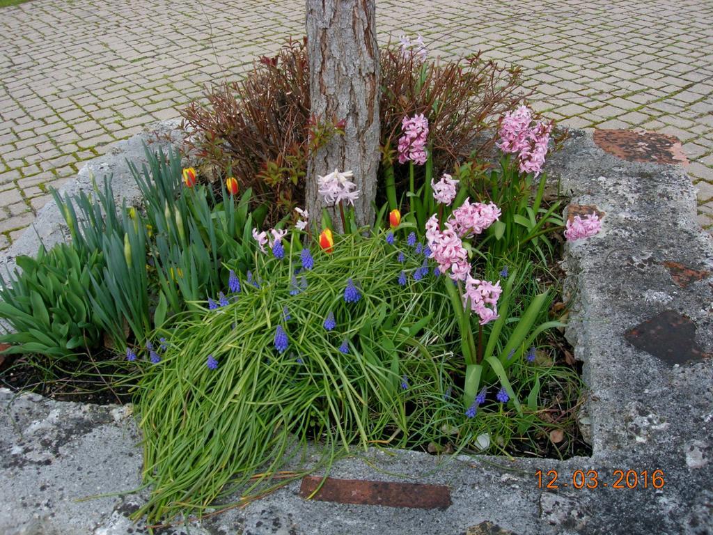 Bed and Breakfast Le Colombier Villeneuve-sur-Lot Esterno foto